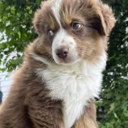 Miniature American Shepherds from Turnin Heads