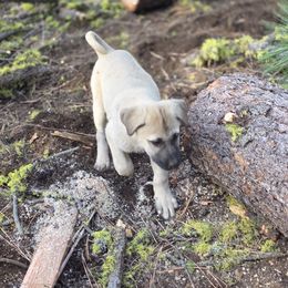 Girl 3 - Placed - Fawn female Kangal puppy in Anderson, California from VSH Kangal Dogs