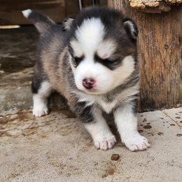 Pomsky Puppies from Pomsky Play-ce