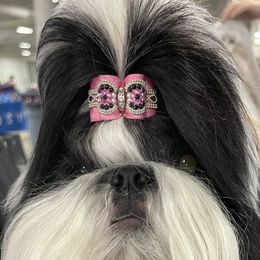Eleanor - Shih Tzu