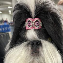 Eleanor - Shih Tzu