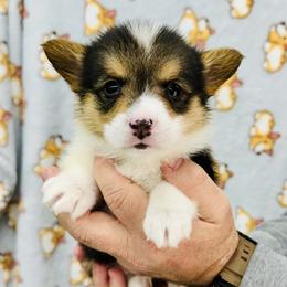 Bear - Black and tan male Pembroke Welsh Corgi puppy in Manchester, Kentucky from Riverside Corgis