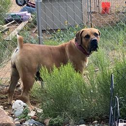 Mara - Boerboel
