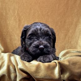 Delphi (Delphinium) - Chocolate Australian Labradoodle puppy in Round Rock, Texas from North Austin Labradoodles