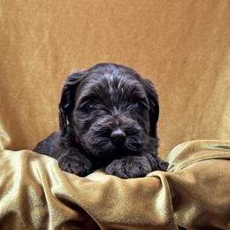 Delphi (Delphinium) - Chocolate Australian Labradoodle puppy in Round Rock, Texas from North Austin Labradoodles