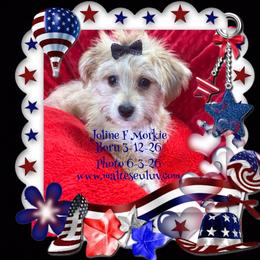 Joline - Black & tan tri-color female Morkie puppy in Silverhill, Alabama from Malteseuluv’s Tiny Treasurers