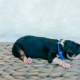 Boy 1 - Tri-color male Bernedoodle puppy in Spanish Fork, Utah from K Brand Doodles