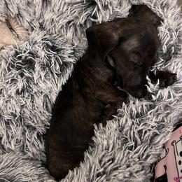 Dachshund Puppies from Army of Dachshunds