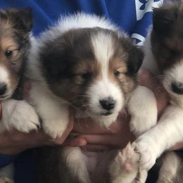 Shetland Sheepdogs from Southern Shelties