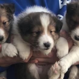 Shetland Sheepdogs from Southern Shelties