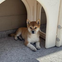 Mario - Red male Shiba Inu puppy in Elizabeth, New Jersey from Shiba Inu Loving Care