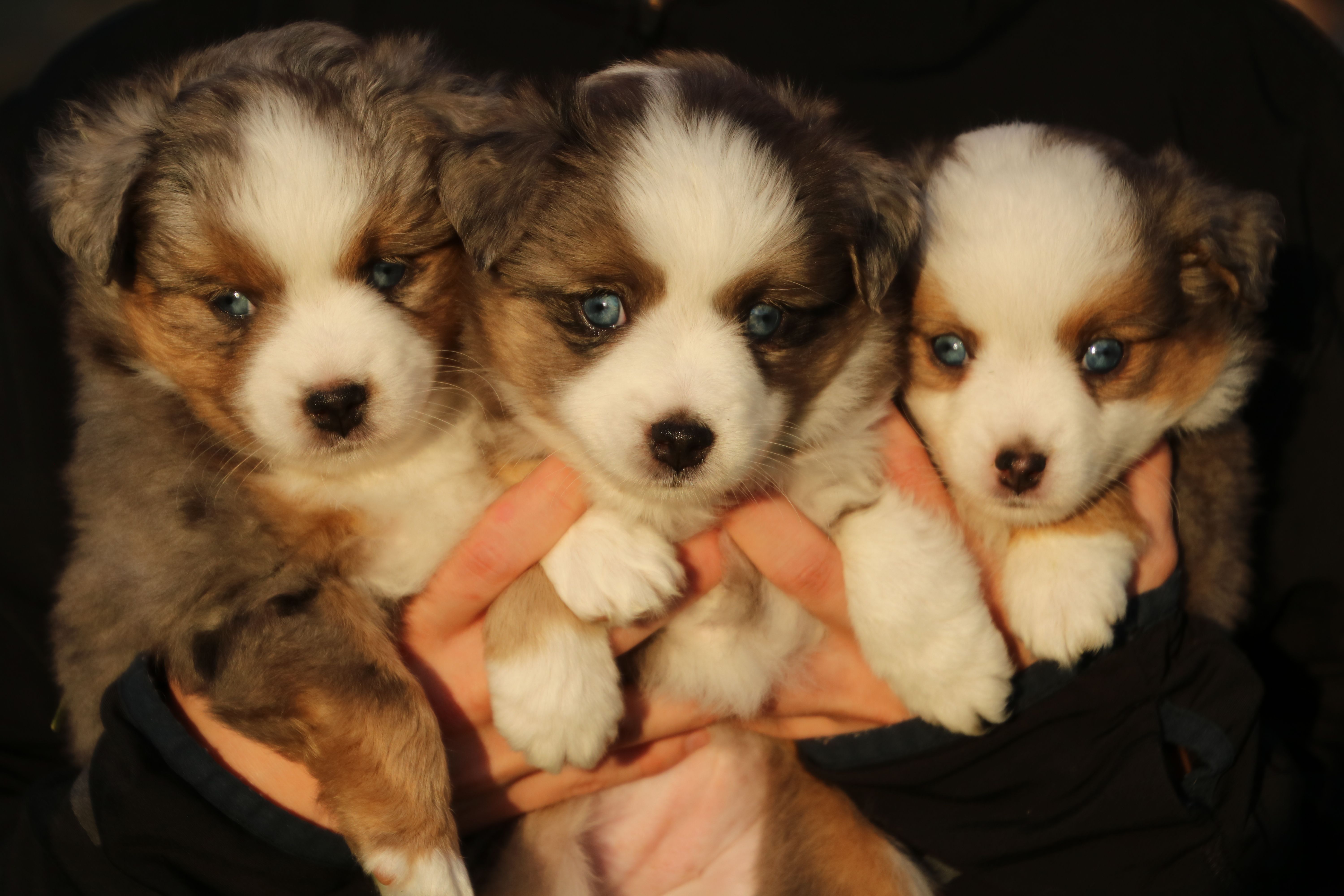 4C TOY AUSSIES - Home  Aussie puppies, Aussie dogs, Mini aussie puppy