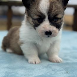 Fluffy Red and White Male - White and red male Pembroke Welsh Corgi puppy in Derby, Iowa from Newton Hay & Cattle