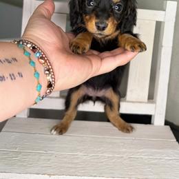 Snow - Black and tan female Dachshund puppy in Maidsville, West Virginia from L&B Lowriders