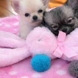Chihuahua and Labrador Retriever Puppies from Cranbrook Kennels