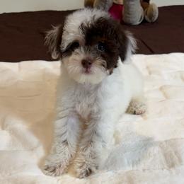Polly - Parti female Poodle puppy in Queens, New York from The 2 Musketeers_Cockapoos