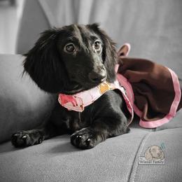 Dachshund All Grown Up from The Wiener Family