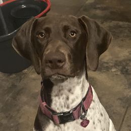 EveA - German Shorthaired Pointer