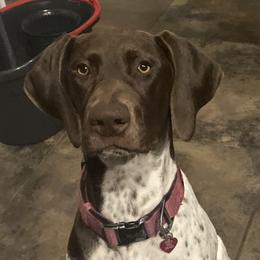 EveA - German Shorthaired Pointer