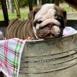 Thano - Chocolate tri-color male Bulldog puppy in Fort White, Florida from Bullgodz English Bulldogs