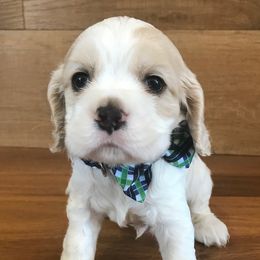 Cocker Spaniel Puppies from Ozark Haven Farm