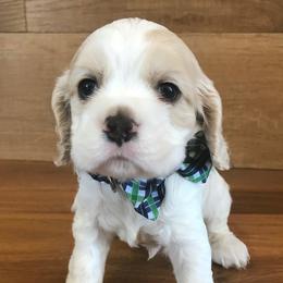Cocker Spaniel Puppies from Ozark Haven Farm