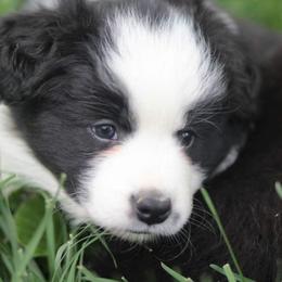 Border Collie Puppies from Mondenkind Kennels