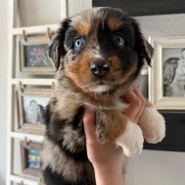 Twix - Black tri-color female Australian Shepherd puppy in Weeki Wachee, Florida from Ace of Spades Australian Shepherds