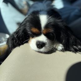 Cavalier King Charles Spaniel Puppies from Farmhouse Cavaliers NC