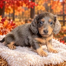 Voodoo - Gray (blue) and tan male Dachshund puppy in Fultonville, New York from Sandy Aussies, Mini Dachshunds & Pomeranians