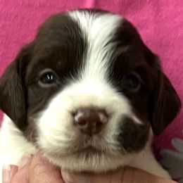 Piper boy 2 - Liver and white male Brittany puppy in Floyd Knobs, Indiana from Cross Creek Brittanys