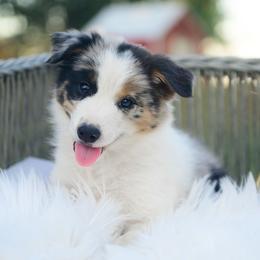 Suede - Blue merle male Border Collie puppy in Conway, Missouri from 2J 2K Border Collies | Maremma Sheepdogs