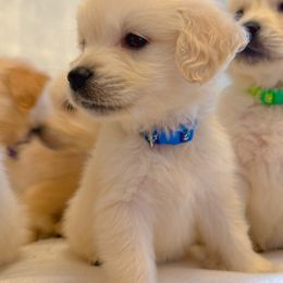 Golden Retriever Puppies from Goldens of Hope