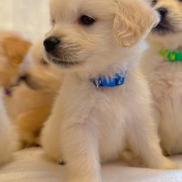 Golden Retriever Puppies from Goldens of Hope
