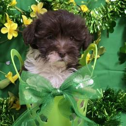 Choco with white boy - Chocolate male Havanese puppy in Vinita, Oklahoma from Locust Creek Shih Tzu & Havanese