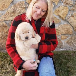 Golden Retriever Puppies from SUN-GOLDEN KENNELS