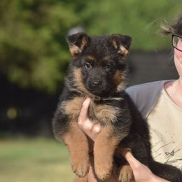 German Shepherd Puppies from Brittany Wilkins