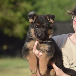 German Shepherd Puppies from Brittany Wilkins