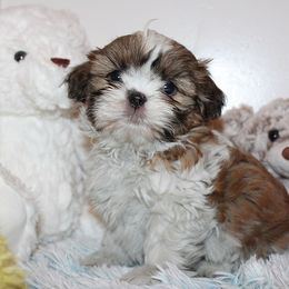 Boy 2 - Red and white male Shih Tzu puppy in Craig, Colorado from Rocky Mountain Shih Tzus and Dry Creek Miniature Dachshunds