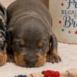 Blue - Blue and tan male Dachshund puppy in Lakeland, Florida from Berry Dachshunds