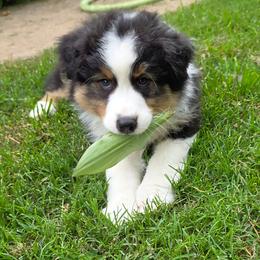 Sierra - Black tri-color female Australian Shepherd puppy in Red Oak, Texas from Wildwing Aussies