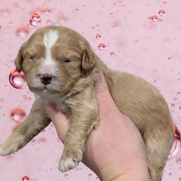 Venus - Apricot female Cavapoo puppy in Coshocton, Ohio from Forever Family Puppies