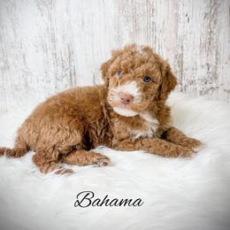 Bahama - Red  male Goldendoodle puppy in from Pink Poodles and Doodles