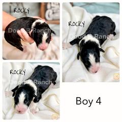 Aussiedoodle and Bordoodle Puppies from Dood B Ranch Doodles