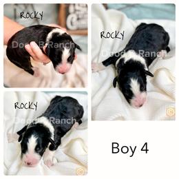 Aussiedoodle and Bordoodle Puppies from Dood B Ranch Doodles