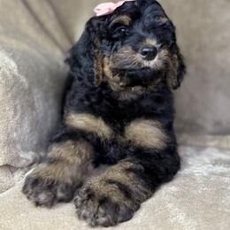 Star - Phantom female Bernedoodle puppy in Lookout, California from Remington Kennels, LLC