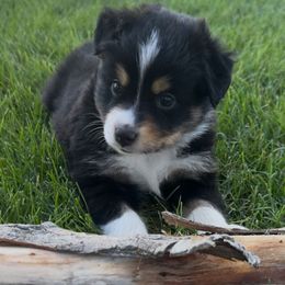Black Beauty - Blue tri female Toy Australian Shepherd puppy in Tonasket, Washington from V5 Aussies