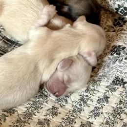 Dachshund Puppies from Hearts of Faith Long-Haired Dachshunds