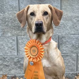 Nelli - Labrador Retriever