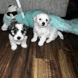 Maltipoo Puppies from JJR Doggie World LLC